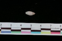 藏品(日本小彈頭螺)的圖片